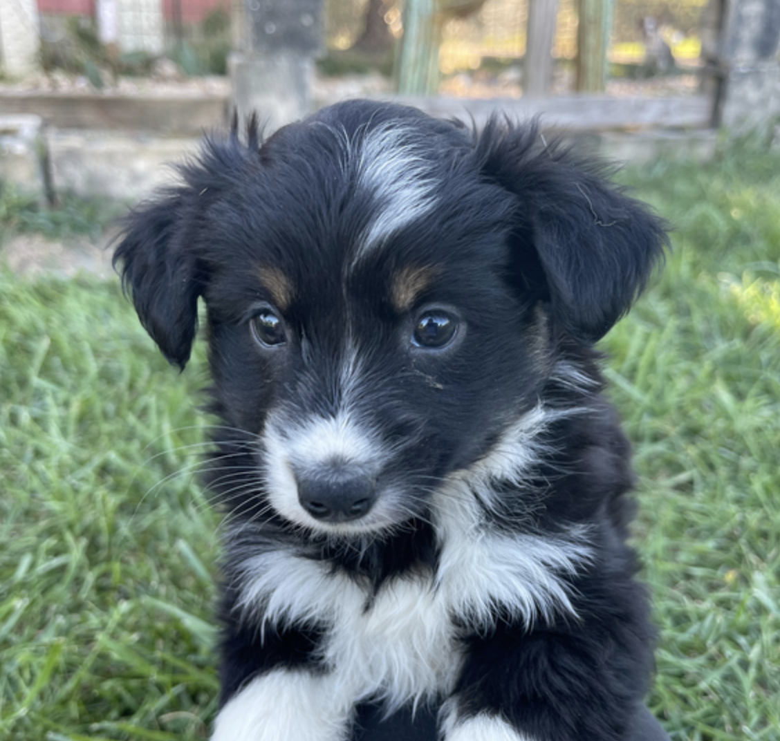 comprar cachorros sanos, baratos y asequibles para la venta